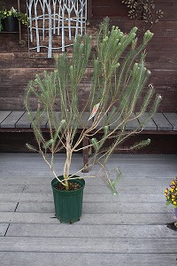 鳴かぬなら、勝手に鳴かせていただきます。 - 花伝 -多肉植物・バラ